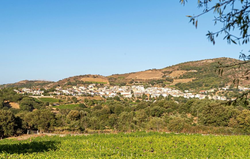 Degustazione di Cannonau nel cuore della Barbagia: visita alla Cantina Mussennore di Mamoiada