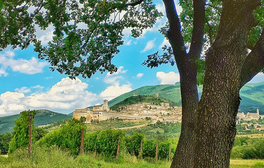 Pic nic nel Vigneto di Assisi con degustazione guidata di vino