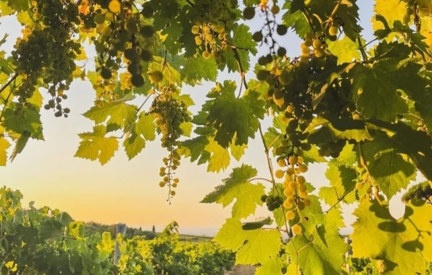 degustazione di vini alla scoperta del territorio dei Castelli Romani presso Casale Mattia