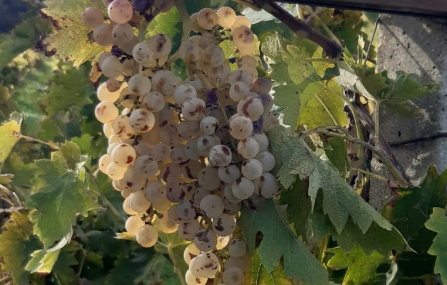 degustazione di vini alla scoperta del territorio dei Castelli Romani presso Casale Mattia