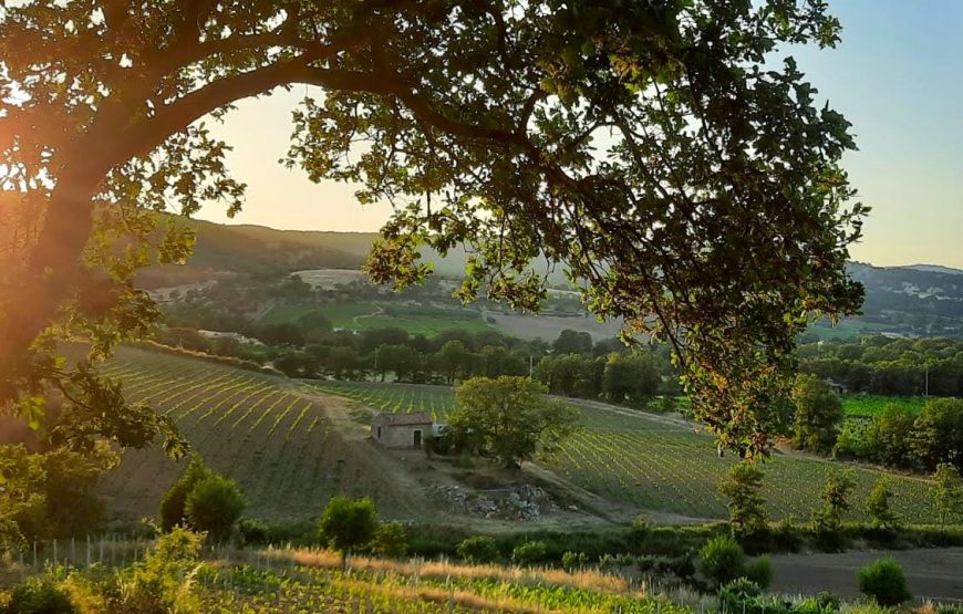 Degustazione di Cannonau nel cuore della Barbagia: visita alla Cantina Mussennore di Mamoiada