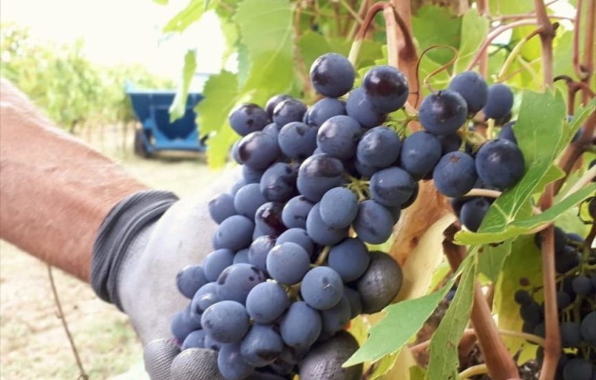 Pic nic nel Vigneto di Assisi con degustazione guidata di vino