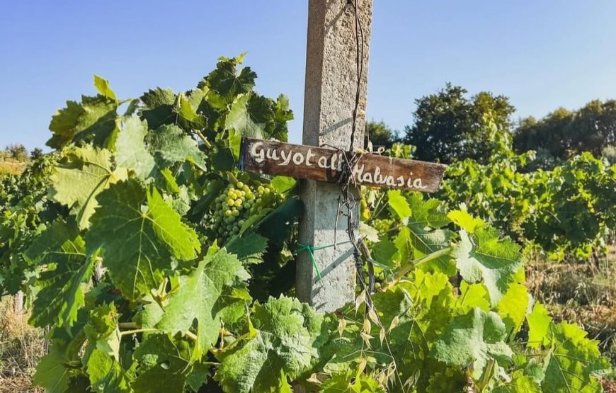 degustazione di vini alla scoperta del territorio dei Castelli Romani presso Casale Mattia