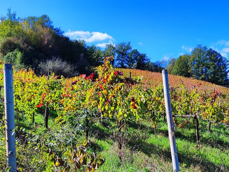 Le visite in vigna non sono mai state cosi divertenti