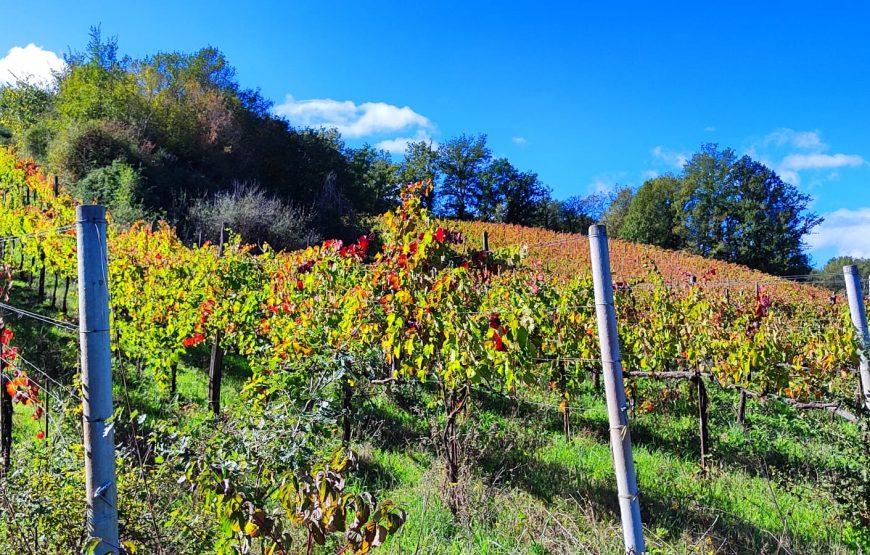 Visita della cantina e degustazione