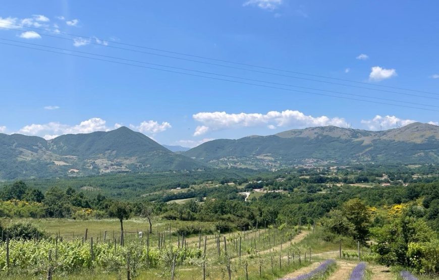 Profumi di vigna: esperienza di raccolta della lavanda e degustazione dei nostri vini