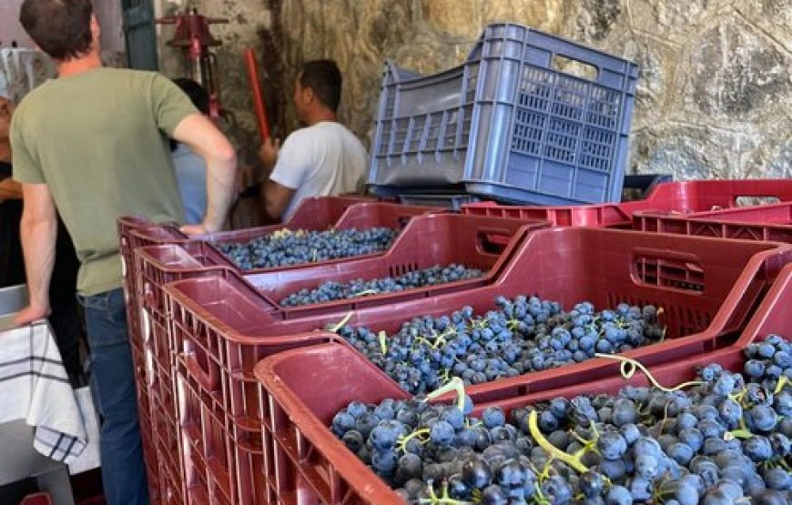 Profumi di vigna: esperienza di raccolta della lavanda e degustazione dei nostri vini