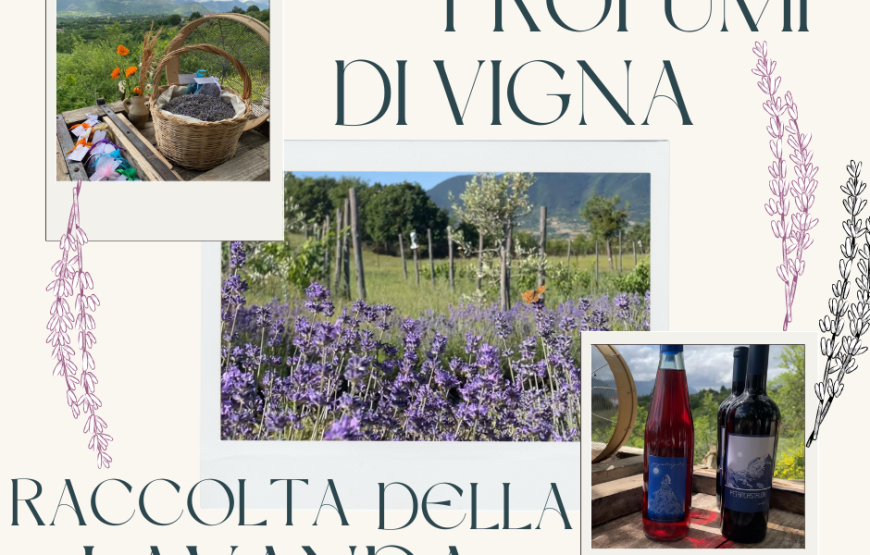 Profumi di vigna: esperienza di raccolta della lavanda e degustazione dei nostri vini