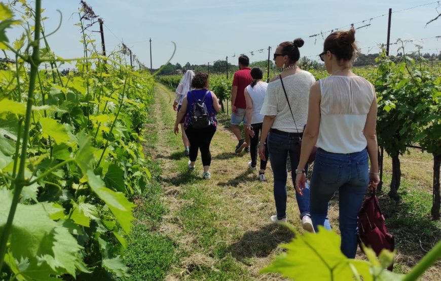 Visita della cantina con il vignaiolo e degustazione dei nostri vini.