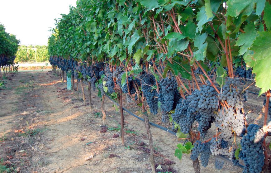 Visita della cantina con il vignaiolo e degustazione dei nostri vini.