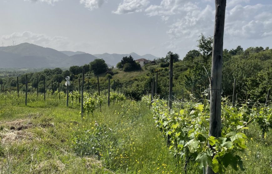 Profumi di vigna: esperienza di raccolta della lavanda e degustazione dei nostri vini