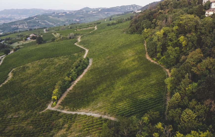 Vedere e capire come nasce una bottiglia di vino.