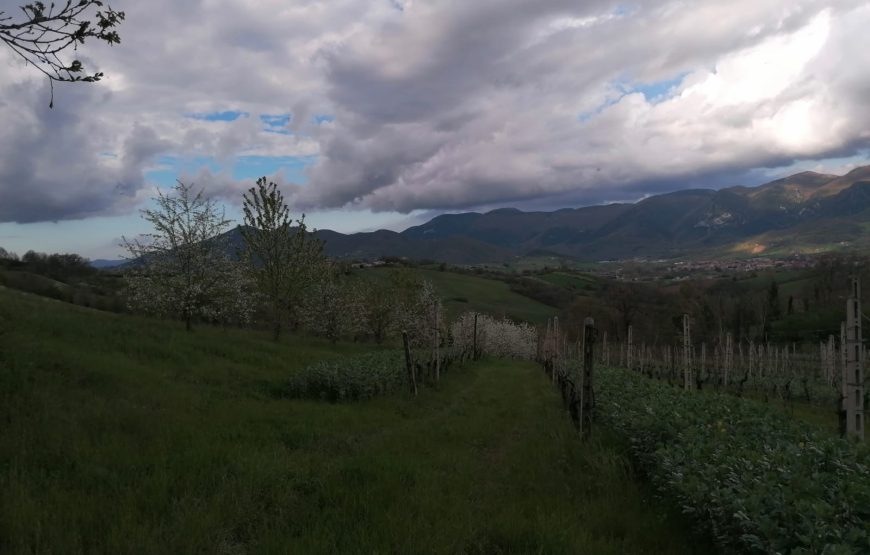 Cantina Valdimiro  “Viaggio a Sant’Anna” giro turistico dei vigneti e degustazione