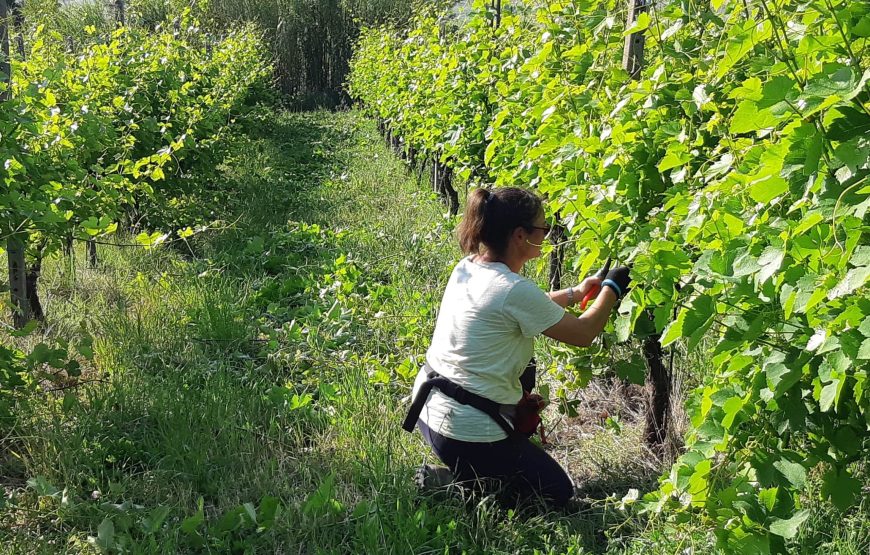 Vedere e capire come nasce una bottiglia di vino.