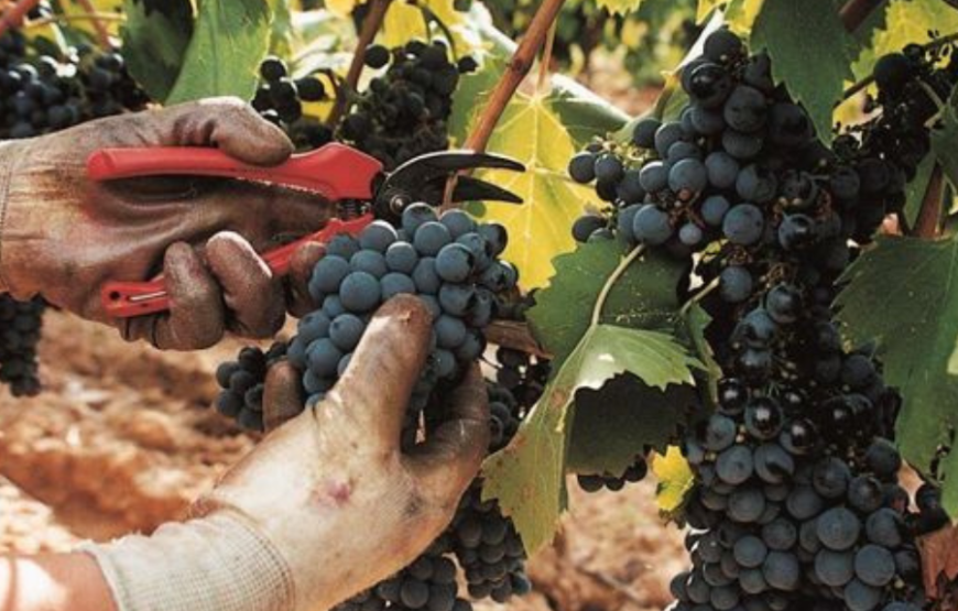 Passione Maremma. Due Chiacchiere in cantina e degustazione dei nostri vini.