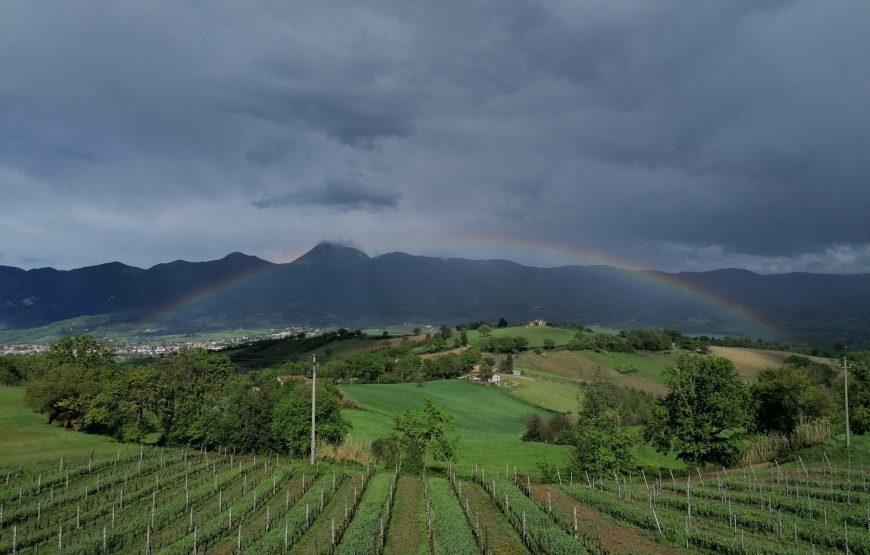 Degustazione Collamatese – Giro turistico nella cantina principale e nel vigneto