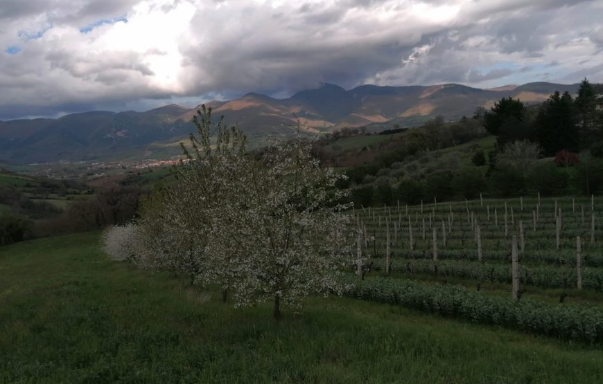 Cantina Valdimiro  “Viaggio a Sant’Anna” giro turistico dei vigneti e degustazione