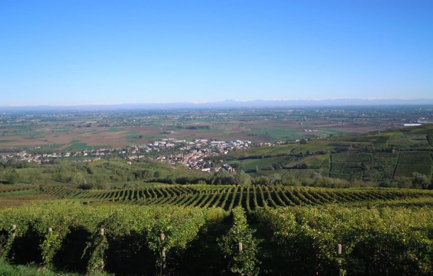 Vedere e capire come nasce una bottiglia di vino.