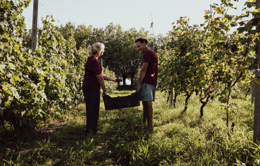 il vigneto del contadino, pratiche di altri tempi, vini dei nostri giorni.