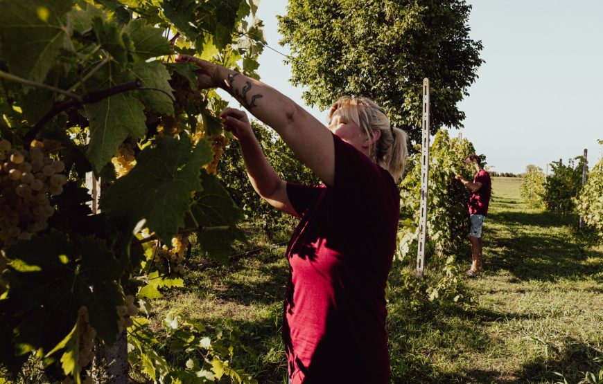 il vigneto del contadino, pratiche di altri tempi, vini dei nostri giorni.