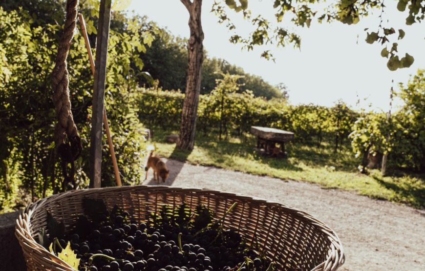 il vigneto del contadino, pratiche di altri tempi, vini dei nostri giorni.