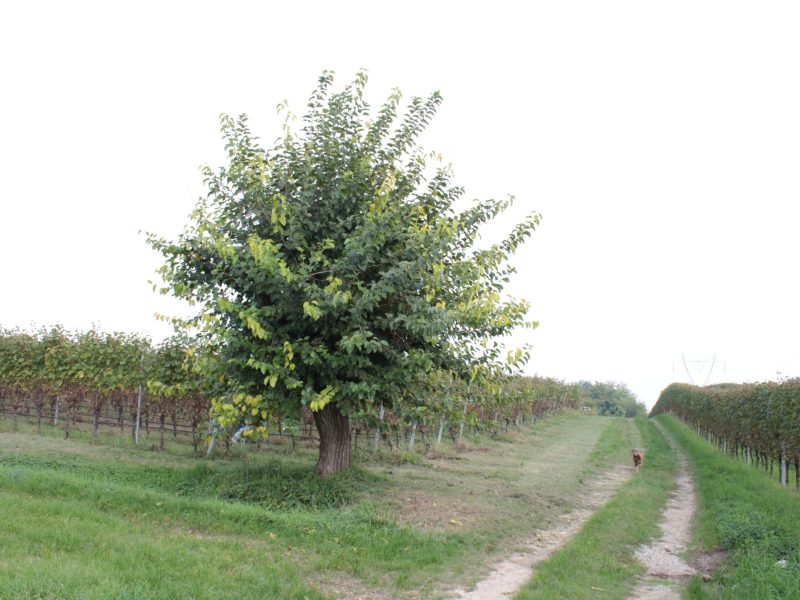 Le visite in vigna non sono mai state cosi divertenti