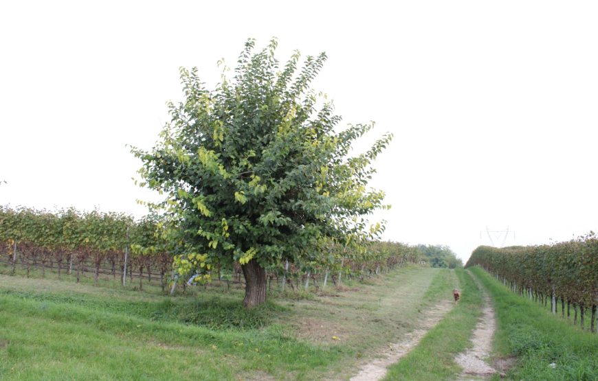 Passeggiata in vigneto e degustazione di 4 vini tipici del Lago di Garda.