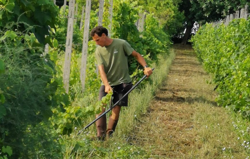 il vigneto del contadino, pratiche di altri tempi, vini dei nostri giorni.