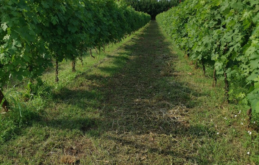 il vigneto del contadino, pratiche di altri tempi, vini dei nostri giorni.