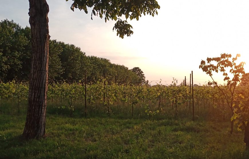 il vigneto del contadino, pratiche di altri tempi, vini dei nostri giorni.