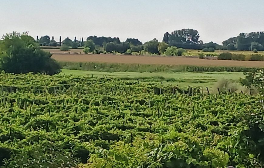 il vigneto del contadino, pratiche di altri tempi, vini dei nostri giorni.