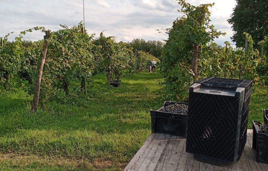 il vigneto del contadino, pratiche di altri tempi, vini dei nostri giorni.