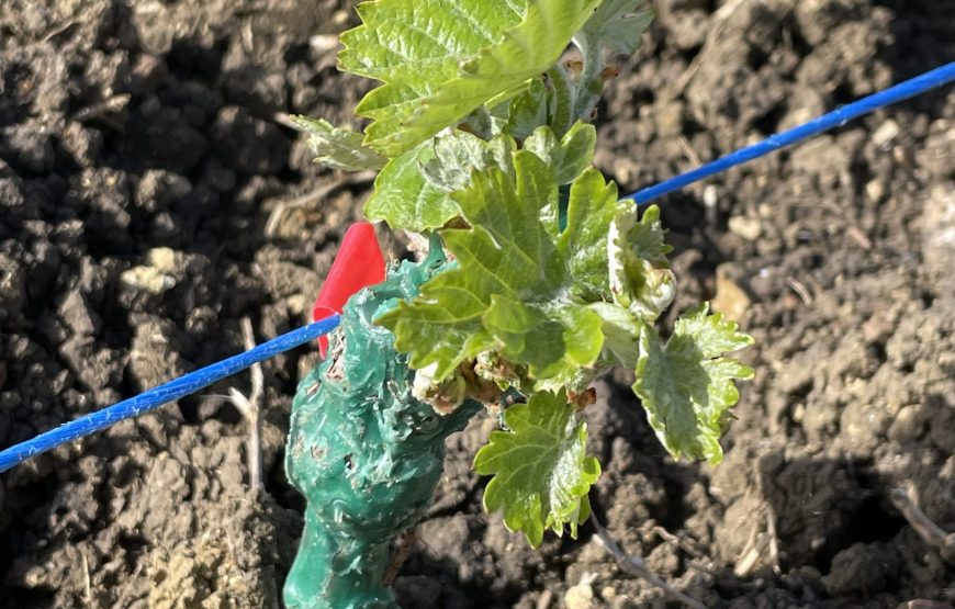 Passione Maremma. Due Chiacchiere in cantina e degustazione dei nostri vini.