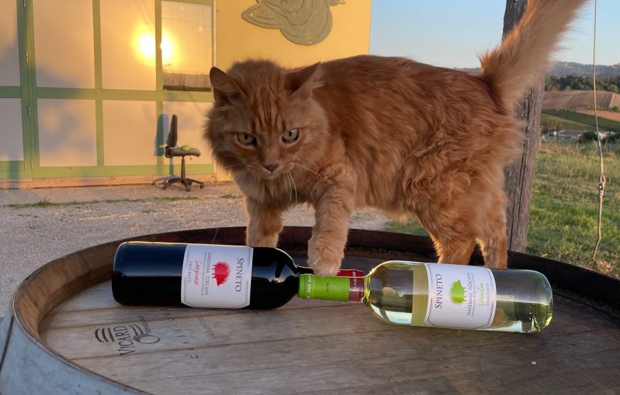 Passione Maremma. Due Chiacchiere in cantina e degustazione dei nostri vini.