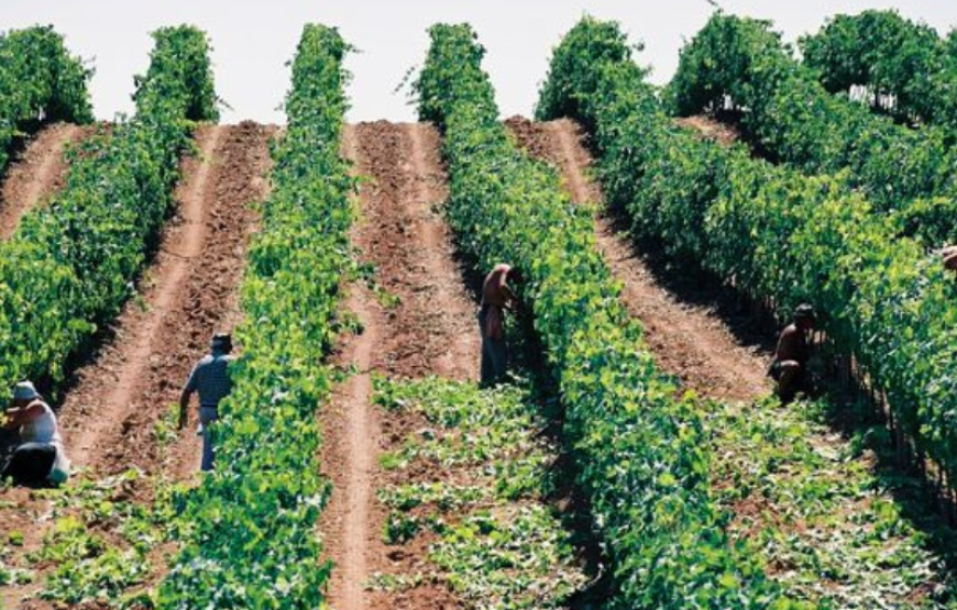 Passione Maremma. Due Chiacchiere in cantina e degustazione dei nostri vini.