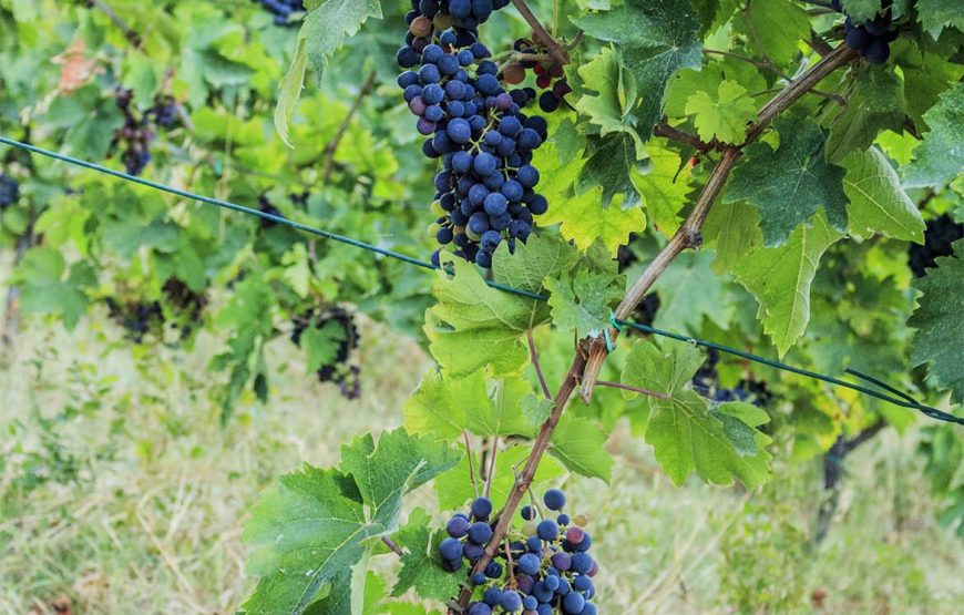 Degustazione Collamatese – Giro turistico nella cantina principale e nel vigneto