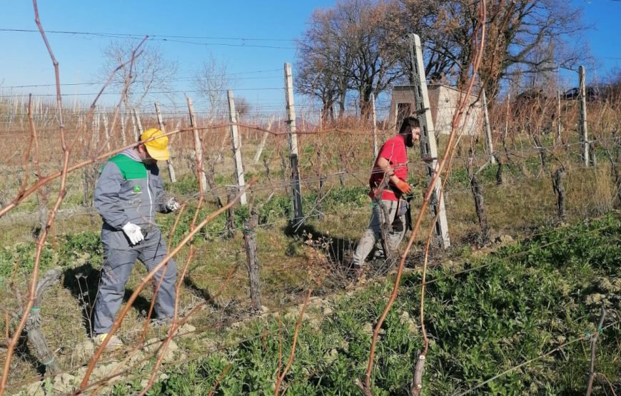 Cantina Valdimiro  “Viaggio a Sant’Anna” giro turistico dei vigneti e degustazione