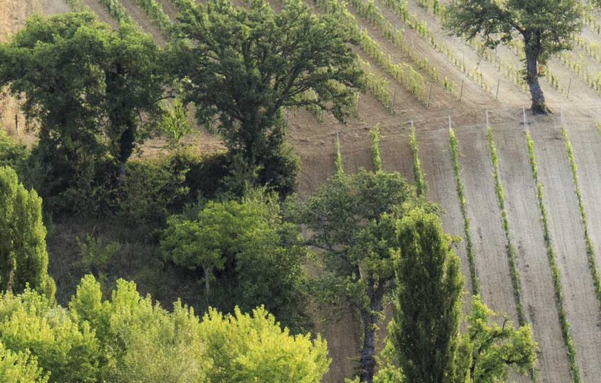 Cantina Valdimiro  “Viaggio a Sant’Anna” giro turistico dei vigneti e degustazione