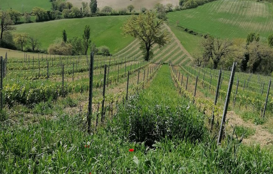 Degustazione Collamatese – Giro turistico nella cantina principale e nel vigneto