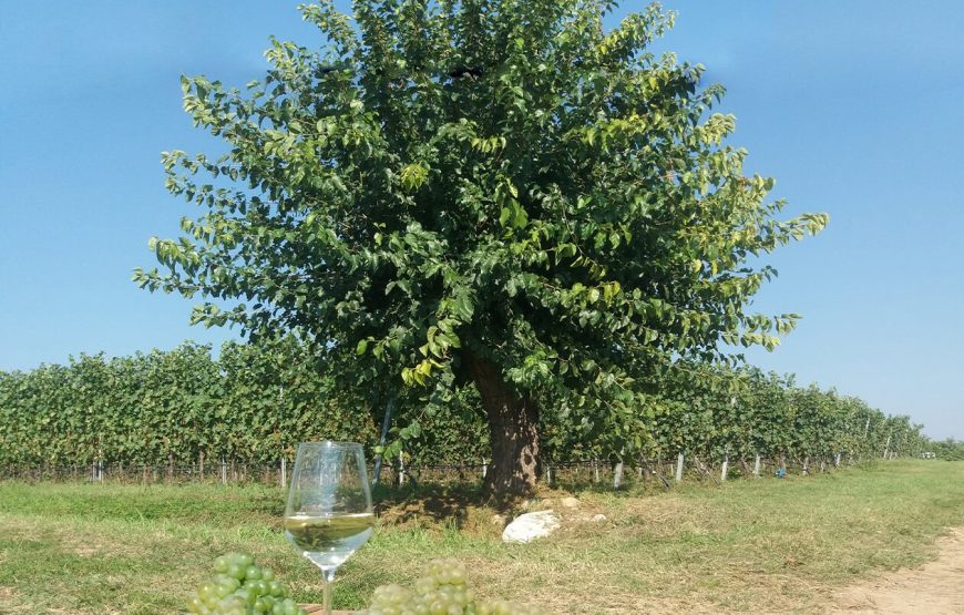 Passeggiata in vigneto e degustazione di 4 vini tipici del Lago di Garda.