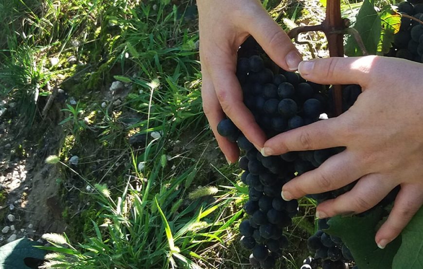 Passeggiata in vigneto e degustazione di 4 vini tipici del Lago di Garda.