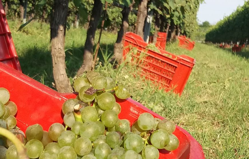 Passeggiata in vigneto e degustazione di 4 vini tipici del Lago di Garda.