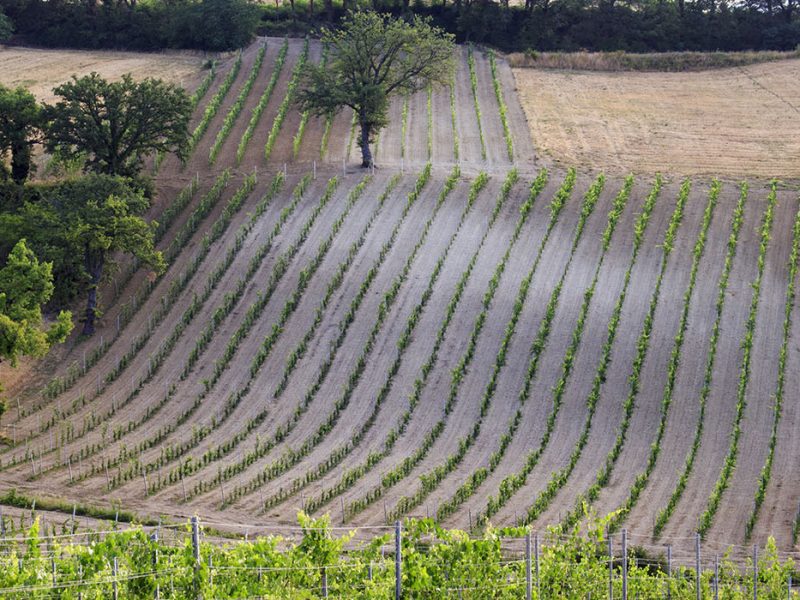 Le visite in vigna non sono mai state cosi divertenti