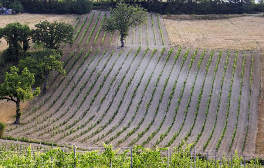 Cantina Valdimiro  “Viaggio a Sant’Anna” giro turistico dei vigneti e degustazione