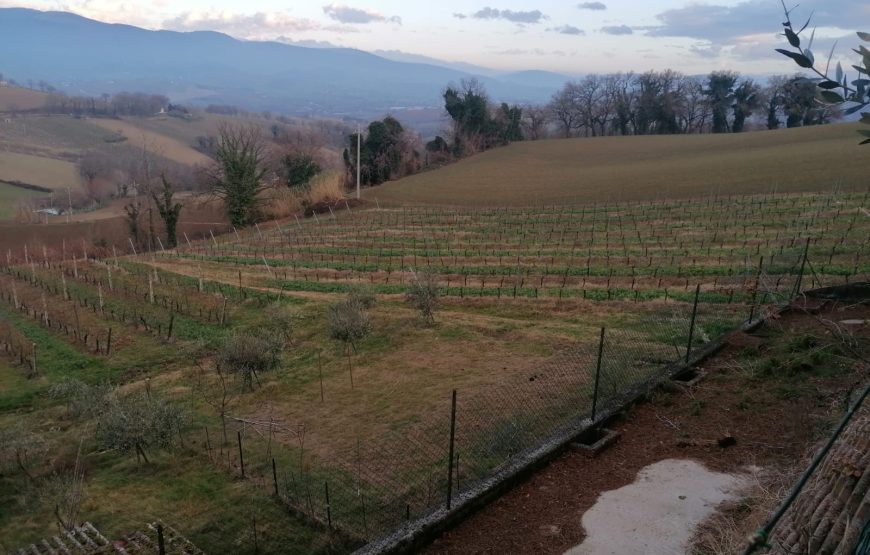 Degustazione Collamatese – Giro turistico nella cantina principale e nel vigneto