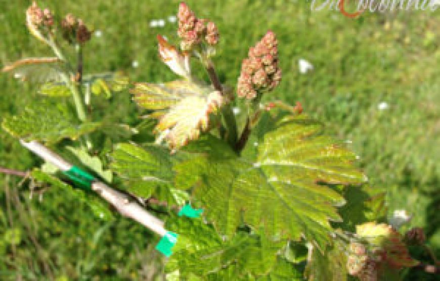 Visita della cantina e degustazione di 3 vini e Passito – Umbria IGT