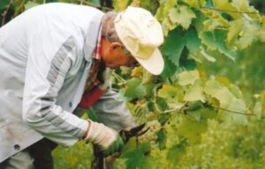 Visita della cantina e degustazione di 3 vini e Passito – Umbria IGT