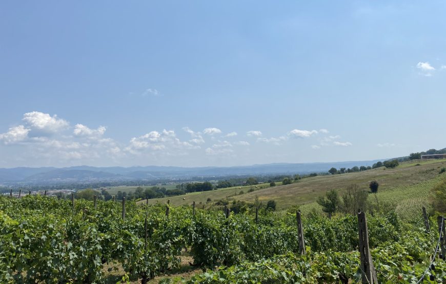 Visita della cantina e degustazione di 3 vini e Passito – Umbria IGT