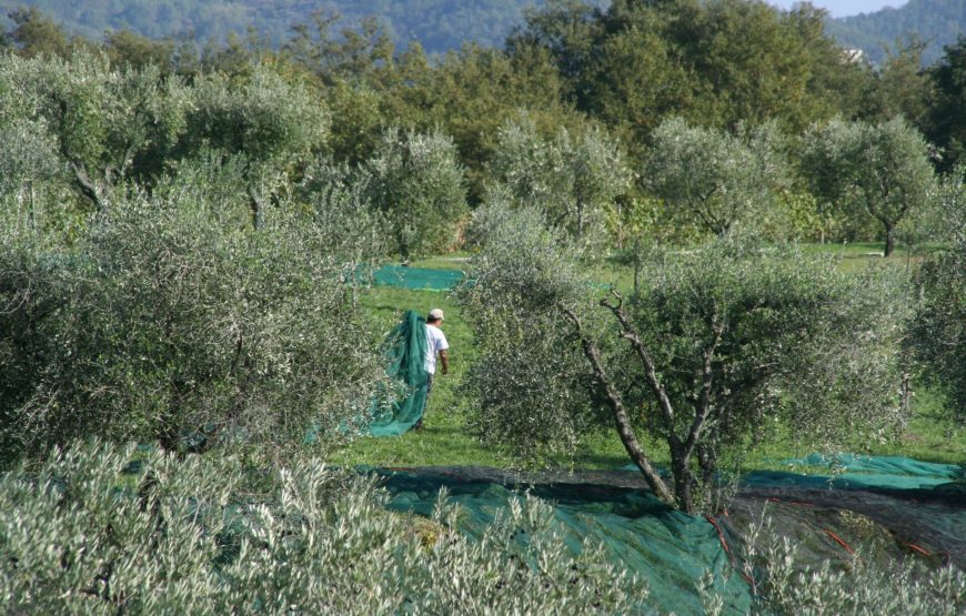 Tenuta Pomario. Visita in cantina e Degustazione Classica