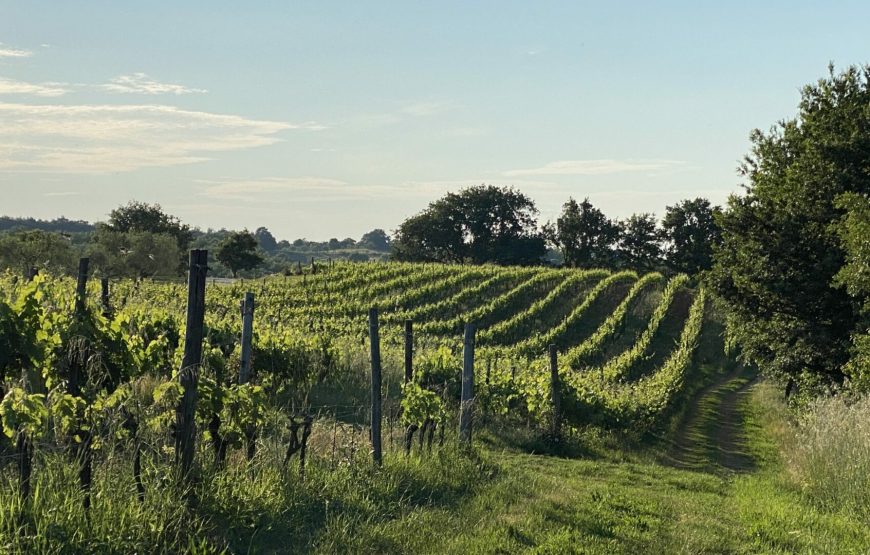 Tenuta Pomario. Degustazione semplice, assaggio di 6 vini e olio di nostra produzione.